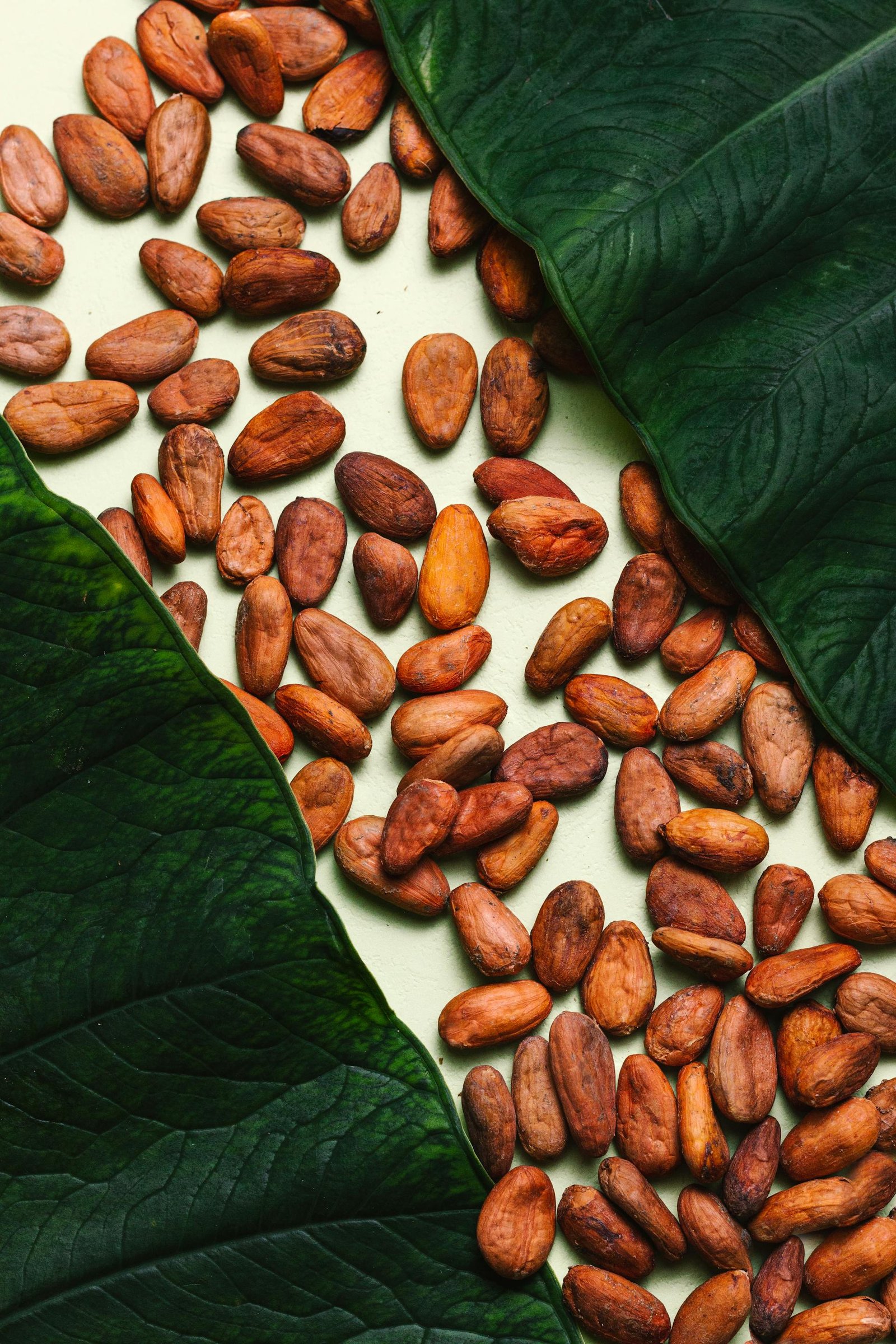 Cacao